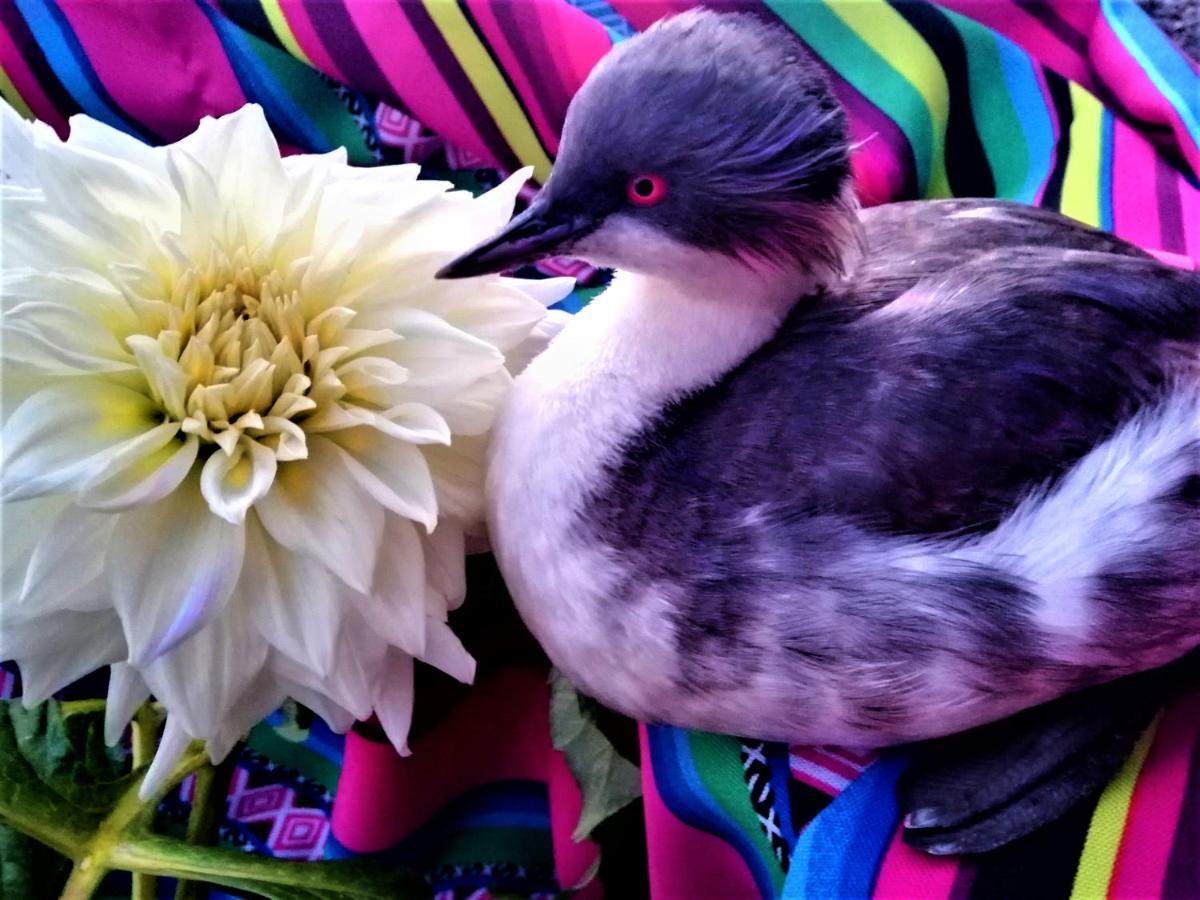 Titicaca Pansiyon Puno Dış mekan fotoğraf